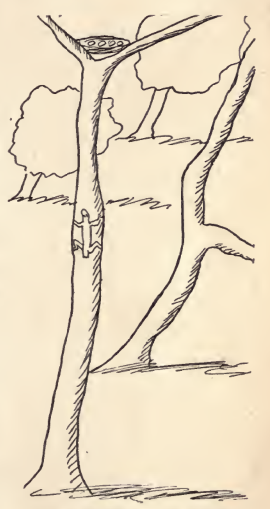 원문 일러스트: 나무를 타고 독수리 둥지를 향해 가는 도마뱀.